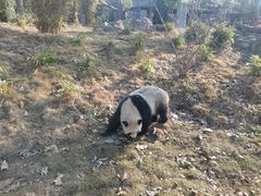 -武汉动物园