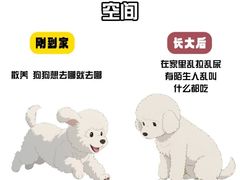 -谐和益家动物医院·免疫绝育·血液透析·宠保定点医院(高新伊藤分院)
