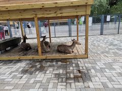 -长白岛森林公园