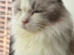 -楼上猫咖(罗湖店)