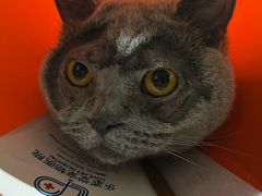 -乐派堂宠物医院·猫友好· 心脏科(东街店)