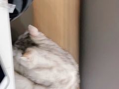 -喵园·猫主题咖啡厅·撸猫·猫咖(国贸店)