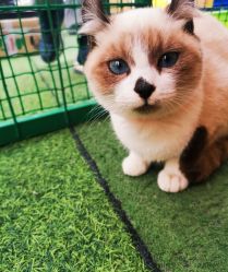 -萌宠亲子动物乐园(槐房万达店)