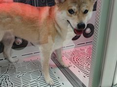 -FAELING PETS美天灵宠物(富力广场店)