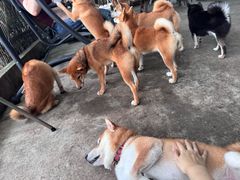 -柴犬高等学院·狗咖·柴犬售卖·宠物训练
