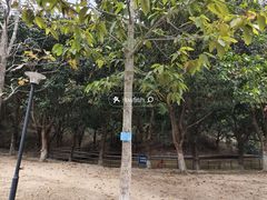 -中山市树木园