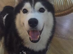 -Husky Go! 哈士奇体验馆·宠物咖啡厅狗咖