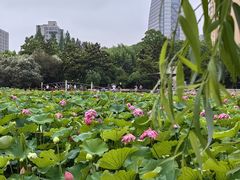 -黄兴公园