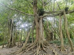 -中国科学院西双版纳热带植物园