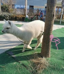 -萌宠亲子动物乐园(槐房万达店)