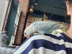 -猫小院猫主题餐厅(南锣旗舰店)