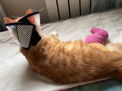 -美联众合动物医院·24h京西诊疗中心