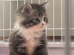 -萌兽医馆·宠物医院·猫骨科(创景店)