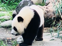 -都江堰中华大熊猫苑
