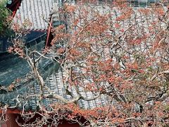 -黔灵山公园