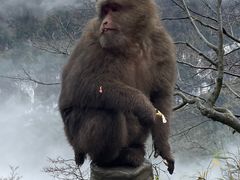 -峨眉山风景名胜区