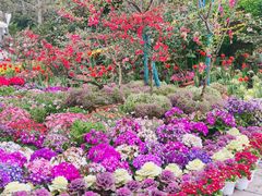 -南山植物园