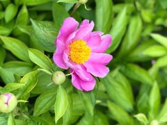 -曹州百花园