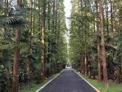 -东平国家森林公园