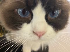 -平行世界·猫咖(首经贸店)