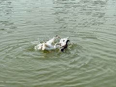 -海底捞火锅(老城根店)