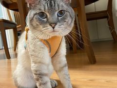 -萌兽医馆·犬猫专科·眼科中心·宠物医院(朝阳门分院)