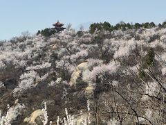 -白水寺森林公园