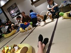 -逗柴咖啡屋·狗咖猫咖宠物桌游