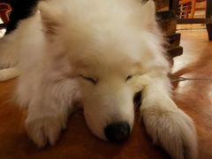 -more than meow吴止猫主题餐厅(承德 中船汇店)