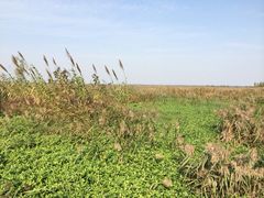 iphone_upload_pic-泗洪洪泽湖湿地景区