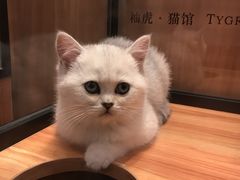 -袖虎·猫馆(体育西路店)