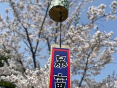 -顾村公园