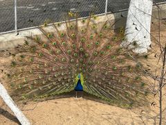 -西霞口神雕山野生动物世界
