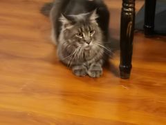 -猫小院猫主题咖啡厅(北锣店)