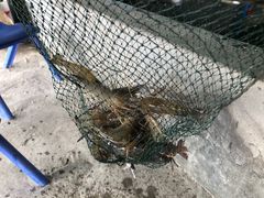 -会江钓鱼钓虾烧烤场