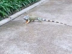 -新加坡飞禽公园