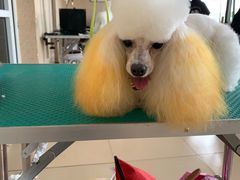 -优缇多格专业宠物美容师培训学校