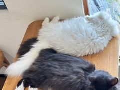 -有猫主题·治愈系猫咖(曾厝垵店)