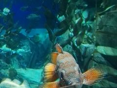 -瑞普利水族馆