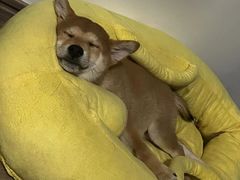 -翊宠yipet猫狗购宠庄园犬舍•猫舍