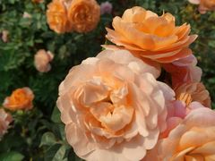 -深圳国际园林花卉博览园