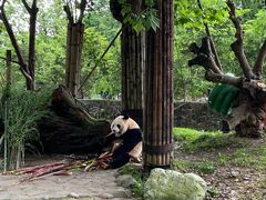 -都江堰中华大熊猫苑