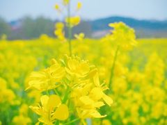 -西海岸生态观光园