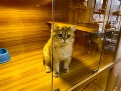 -猫十亿·布偶金渐层·曼基康矮脚猫舍(青年路店)