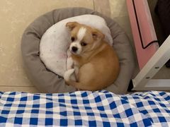 -美联众合宠物医院·爱萌分院·内外科·猫科中心