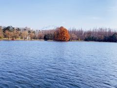 -上海共青森林公园