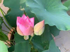 -莲花池公园