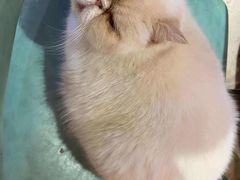 -猫色咖啡·猫咖
