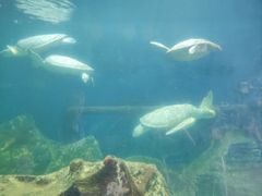 -红月湾海鲜饭店•沙滩海景(双月湾店)