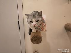 -共舞时光猫咖·狗咖(新街口店)